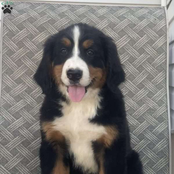 Blake, Bernese Mountain Dog Puppy